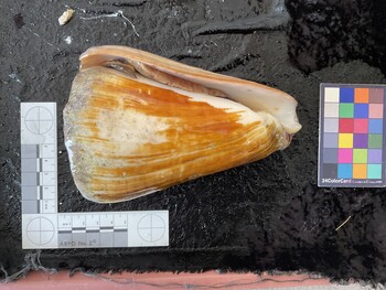ventral possible photo thumbnail