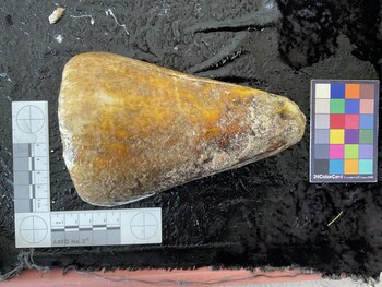 dorsal possible photo thumbnail