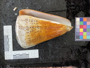 ventral possible photo thumbnail