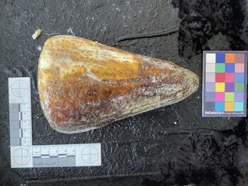 dorsal possible photo thumbnail