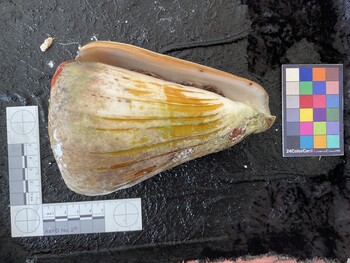 ventral possible photo thumbnail