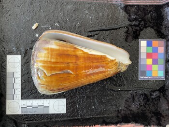ventral possible photo thumbnail