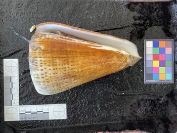 ventral possible photo thumbnail