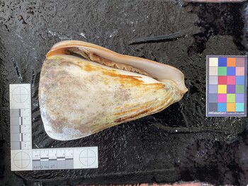 ventral possible photo thumbnail