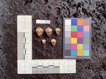 18x12.5x15 ventral photo thumbnail