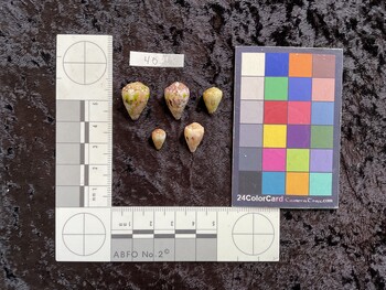 18x12.5x15 dorsal photo thumbnail