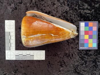 ventral possible photo thumbnail