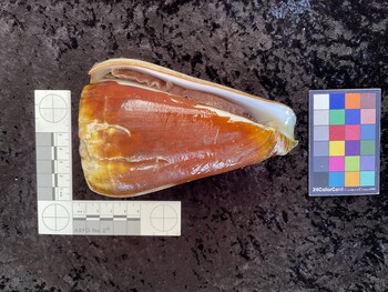 ventral possible photo thumbnail
