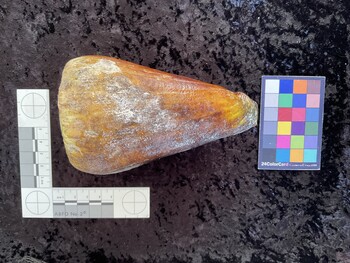 dorsal possible photo thumbnail