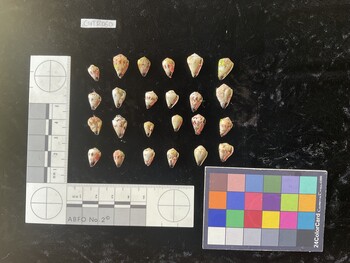 CspTR060; 10.5x6.5x8 ventral photo thumbnail