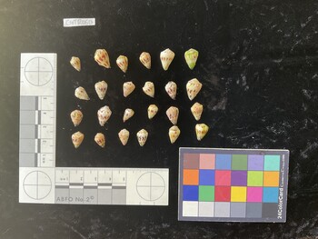 CspTR060; 10.5x6.5x8 dorsal photo thumbnail