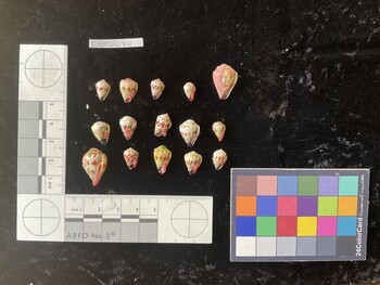 CspTR084; 11.5x7.5x9.5 ventral photo thumbnail