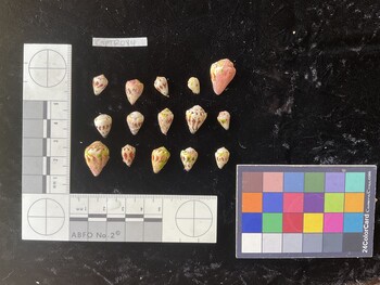 CspTR084; 11.5x7.5x9.5 dorsal photo thumbnail