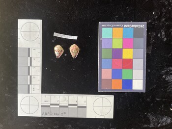 CspTR099; 15x10x12 ventral photo thumbnail