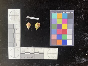 CspTR099; 15x10x12 dorsal photo thumbnail