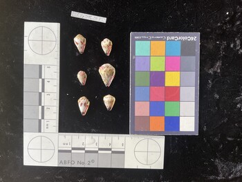 CspTR101; 13.5x8.5x11 ventral photo thumbnail