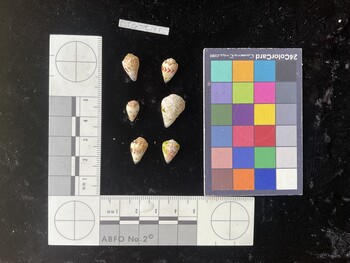 CspTR101; 13.5x8.5x11 dorsal photo thumbnail