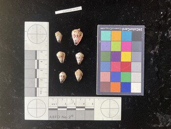 CspTR107; 11.5x7.5x9.5 ventral photo thumbnail
