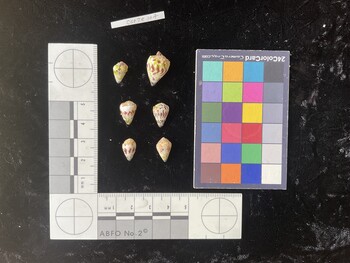 CspTR107; 11.5x7.5x9.5 dorsal photo thumbnail