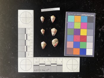 CspTR113; 10x6x8 ventral photo thumbnail