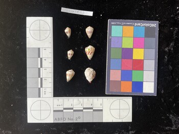 CspTR113; 10x6x8 dorsal photo thumbnail
