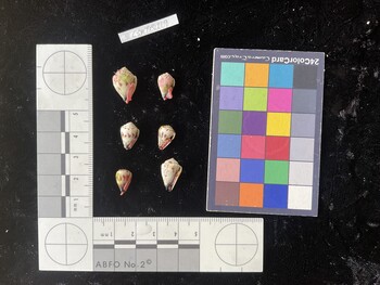 CspTR119; 15.5x10.5x12 ventral photo thumbnail