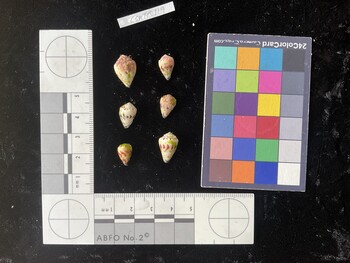 CspTR119; 15.5x10.5x12 dorsal photo thumbnail