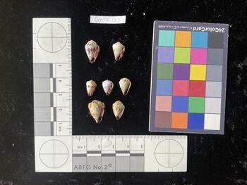 CspTR128; 11x7.5x8.5 ventral photo thumbnail