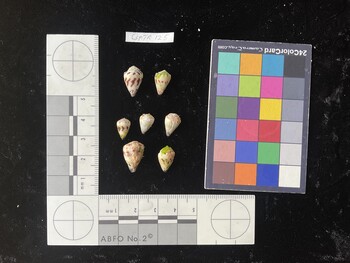 CspTR128; 11x7.5x8.5 dorsal photo thumbnail