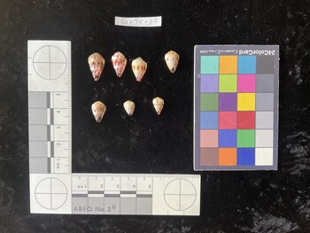 CspTR032; 16x9.5x12.5 ventral photo thumbnail