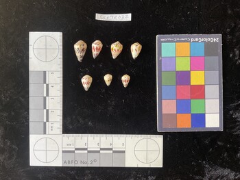 CspTR032; 16x9.5x12.5 dorsal photo thumbnail
