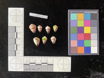 CspTR039; 16.5x11x13 ventral photo thumbnail