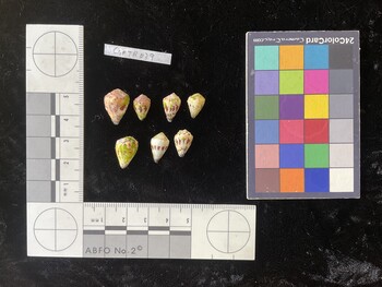 CspTR039; 16.5x11x13 dorsal photo thumbnail
