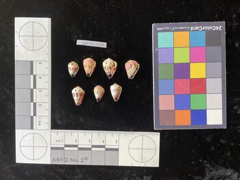 CspTR046; 12x7.5x8.5 ventral photo thumbnail