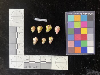 CspTR046; 12x7.5x8.5 dorsal photo thumbnail