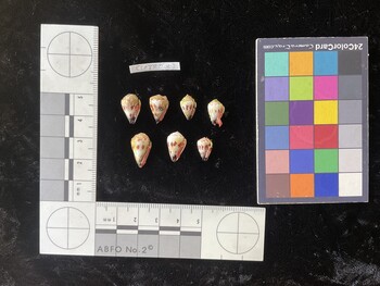 CspTR053; 14x9x11 ventral photo thumbnail