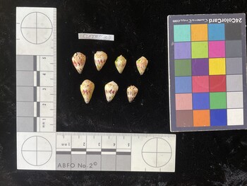 CspTR053; 14x9x11 dorsal photo thumbnail