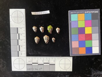 CebTR061; 11.5x7x9.5 ventral photo thumbnail