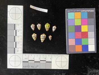 CebTR061; 11.5x7x9.5 dorsal photo thumbnail