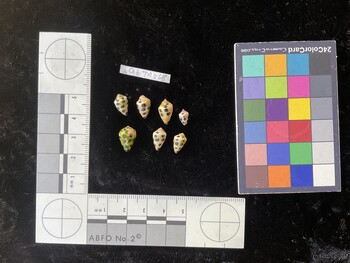 CebTR068; 11.5x7x9 dorsal photo thumbnail