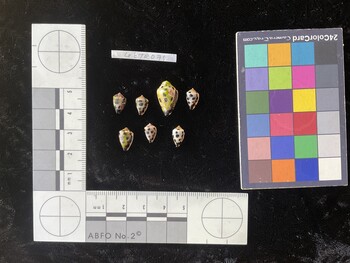 CebTR075; 10x6x8 ventral photo thumbnail