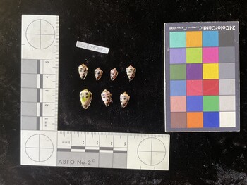 CebTR082; 11x7x9 ventral photo thumbnail