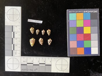 CebTR082; 11x7x9 dorsal photo thumbnail