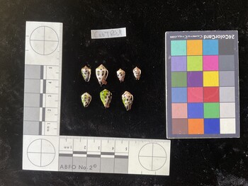 CebTR089; 11.5x7x9 ventral photo thumbnail
