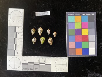 CebTR089; 11.5x7x9 dorsal photo thumbnail