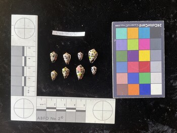 CebTR096; 11x7x9 ventral photo thumbnail