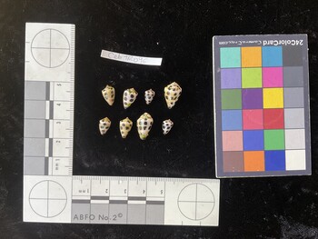 CebTR096; 11x7x9 dorsal photo thumbnail