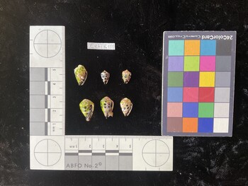 CebTR111; 13*x9x10.5 ventral photo thumbnail
