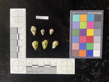 CebTR111; 13*x9x10.5 dorsal photo thumbnail