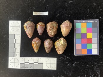 CebTR001; 36.5x24x30 dorsal photo thumbnail